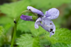 Early-Dog-Violet-2025-Apr-15