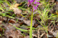 Early-Purple-Orchid-2025-Apr-15-1