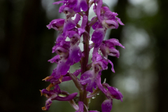 Early-Purple-Orchid-2025-Apr-15-2