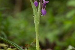 Early-Purple-Orchid-2025-Apr-15