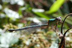 Emerald-damselfly-Mike-Funnell
