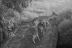 Fallow-Deer-with-2-young_IMG_0021