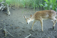 Female-Fallow-Deer_IMG_0029
