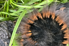 Fox-moth-caterpillar-Bob-Johnson