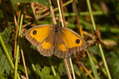 Gatekeeper-2025-Aug-3