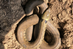 GrassSnake