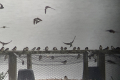 Swallows
