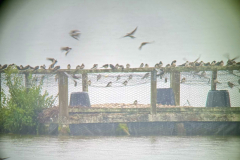 Swallows