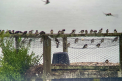 Swallows