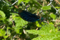 JRoss-damsonfly