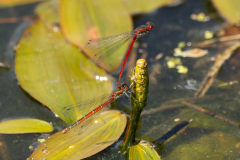 Large-Red-Damselfly-2025-May-13-1