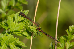 Large-Red-Damselfly-2025-May-13-2