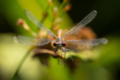 Large-Red-Dmselfly-2025-Jul-1-1
