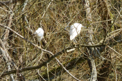 Little-Egrets -- Bob Johnson