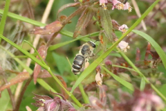 MM-Bartsia-Bee