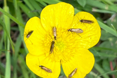 Micro-moths-on-Meadow-Buttercup-flower_Web_IMG_3609