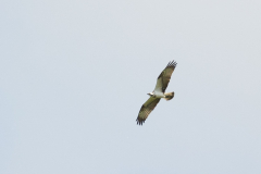 Osprey-2025-May-13