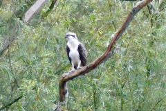 Osprey2-Alastair-Gray