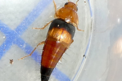 P1011589-Tachyporus-obtusus