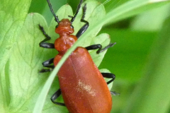 P1011595-Common-Cardinal-Beetle-Pyrochroa-serraticornis