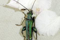 P1011623-Thick-legged-Flower-Beetle-Oedemera-nobilis