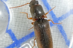 P1011639-Agriotes-acuminatus