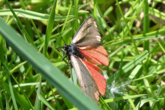 P1011651-Cinnabar-Moth-Tyria-jacobaeae