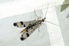 P1011661-Scorpion-Fly-Panorpa-germanica