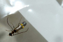 P1012066-Malthodes-marginatus