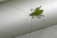 P1012089-Speckled-Bush-Cricket-Leptophyes-punctatiss-ima