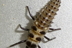 P1012091-Larva-Cream-spot-Ladybird-Calvia-quatuordecimguttata