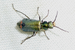 P1012093-Common-Malachite-Beetle-Malachius-bipustulatus