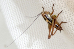 P1012099-Roesels-Bush-Cricket-Roeseliana-roeselii