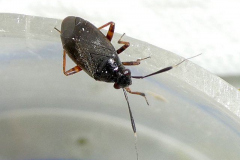 P1012107-Black-Plant-Bug-Capsus-ater