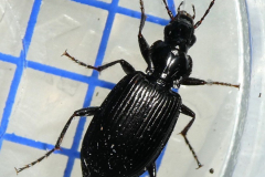 P1023480-PlatynusLimodromus-assimilis