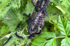 Peacock-caterpillars-on-Nettle_Web_IMG_3602