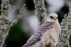 Red-Footed-Falcon-Malcolm-Freeman