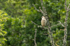 Red-footed-Falcon-2025-May-13