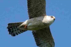 Rff-somon-Linington-1