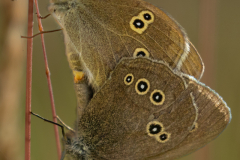 Ringlet-2025-Jul-1-1