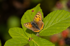 Small-Copper-2025-Aug-3