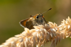 Small-Skipper-mite-2025-Jul-1