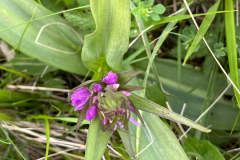 Southern-Marsh-Orchid_Web_IMG_3607
