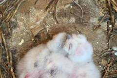 Tawny Owl chicks