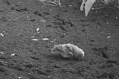 Tawny-Owl_IMG_0062
