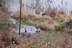 Water Rail