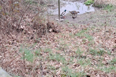 Water Rail