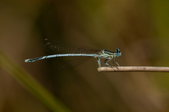 White-legged-Damselfly-2025-Jul-1