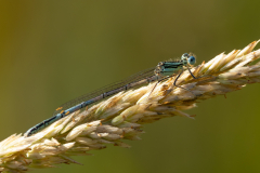 White-legged-Damselfy-2025-Jul-1
