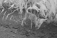 Young-Fallow-Deer_IMG_0097